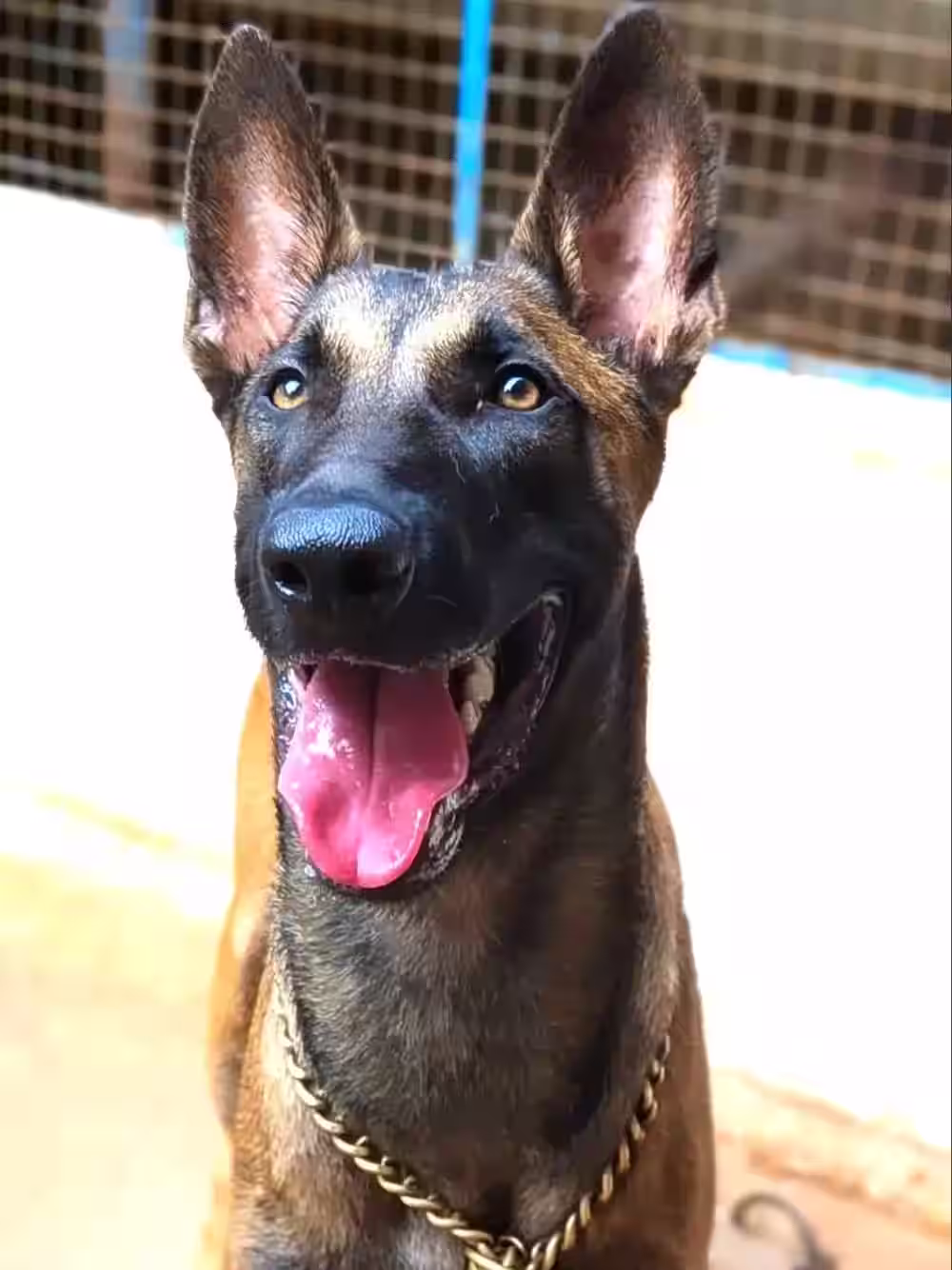 which dog is best for security in india