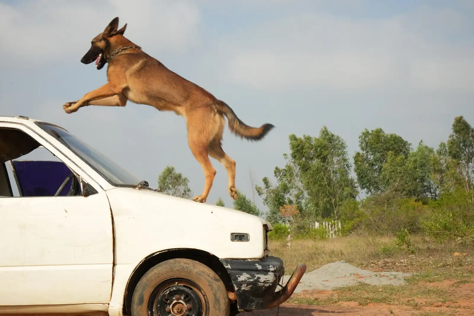 Protection dog demonstration
