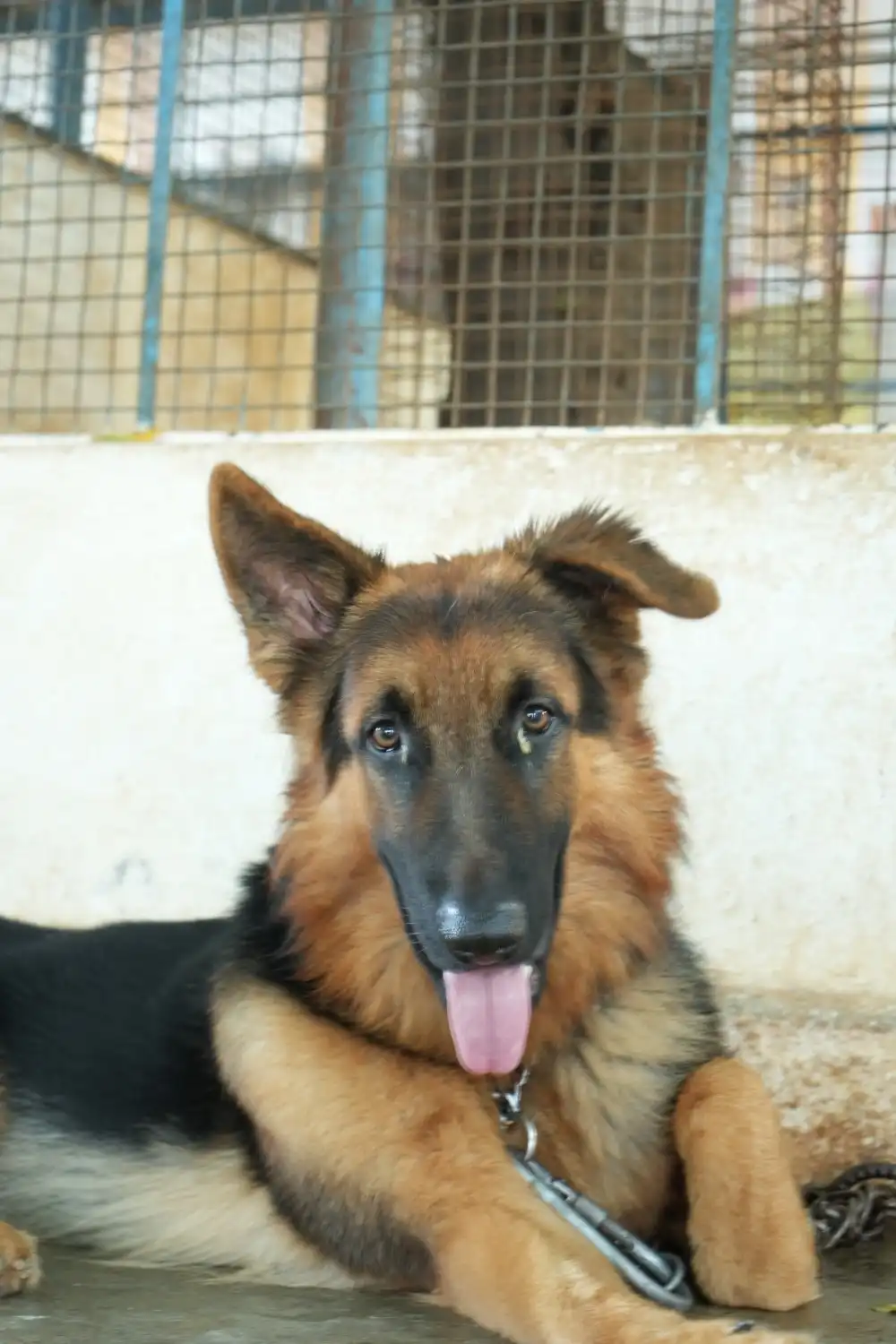 Belgian Malinois K9 unit field exercise