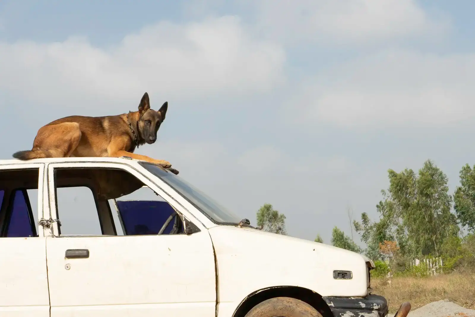 dogs used for security