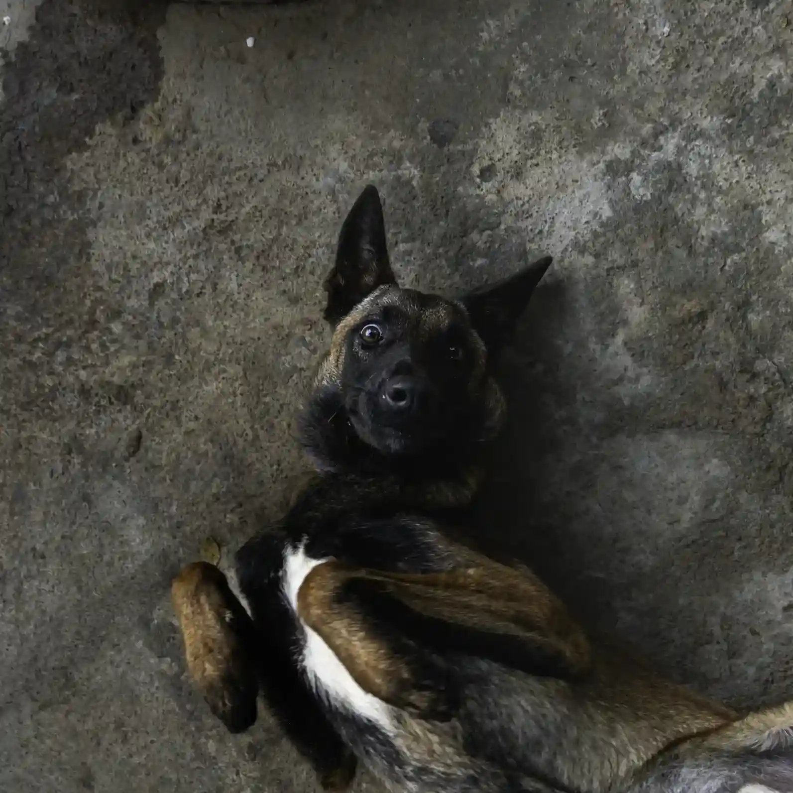 Belgian Malinois K9 patrol unit on duty