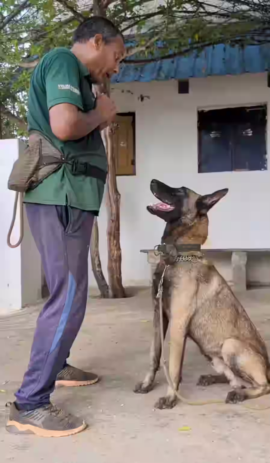 which dog is best for home security