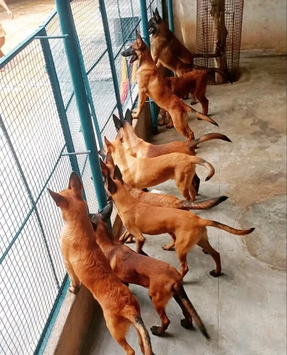 Belgian Malinois breeding