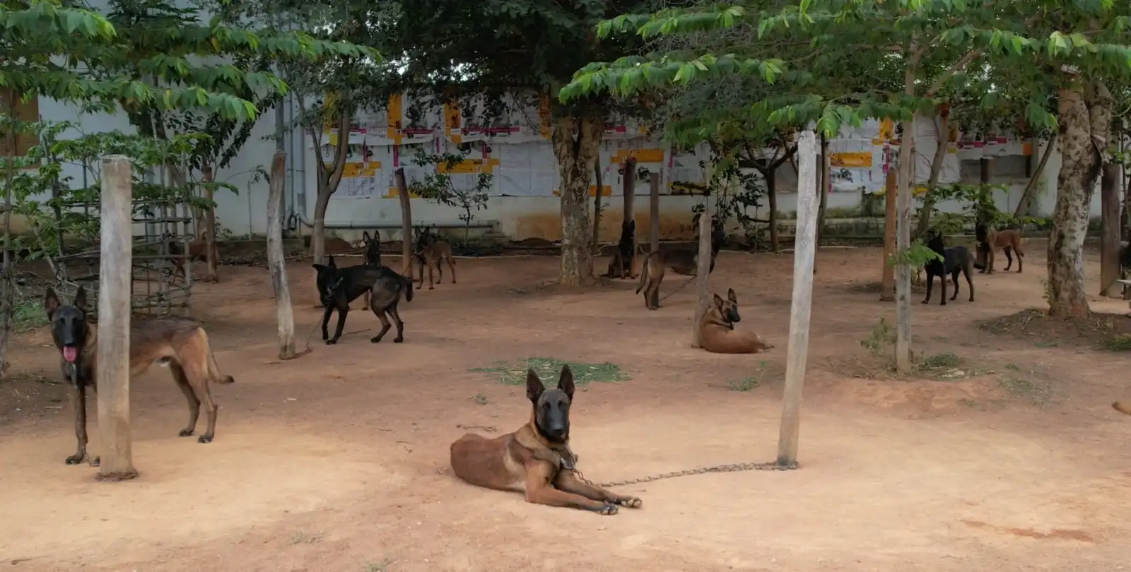 Belgian Malinois breed showcase