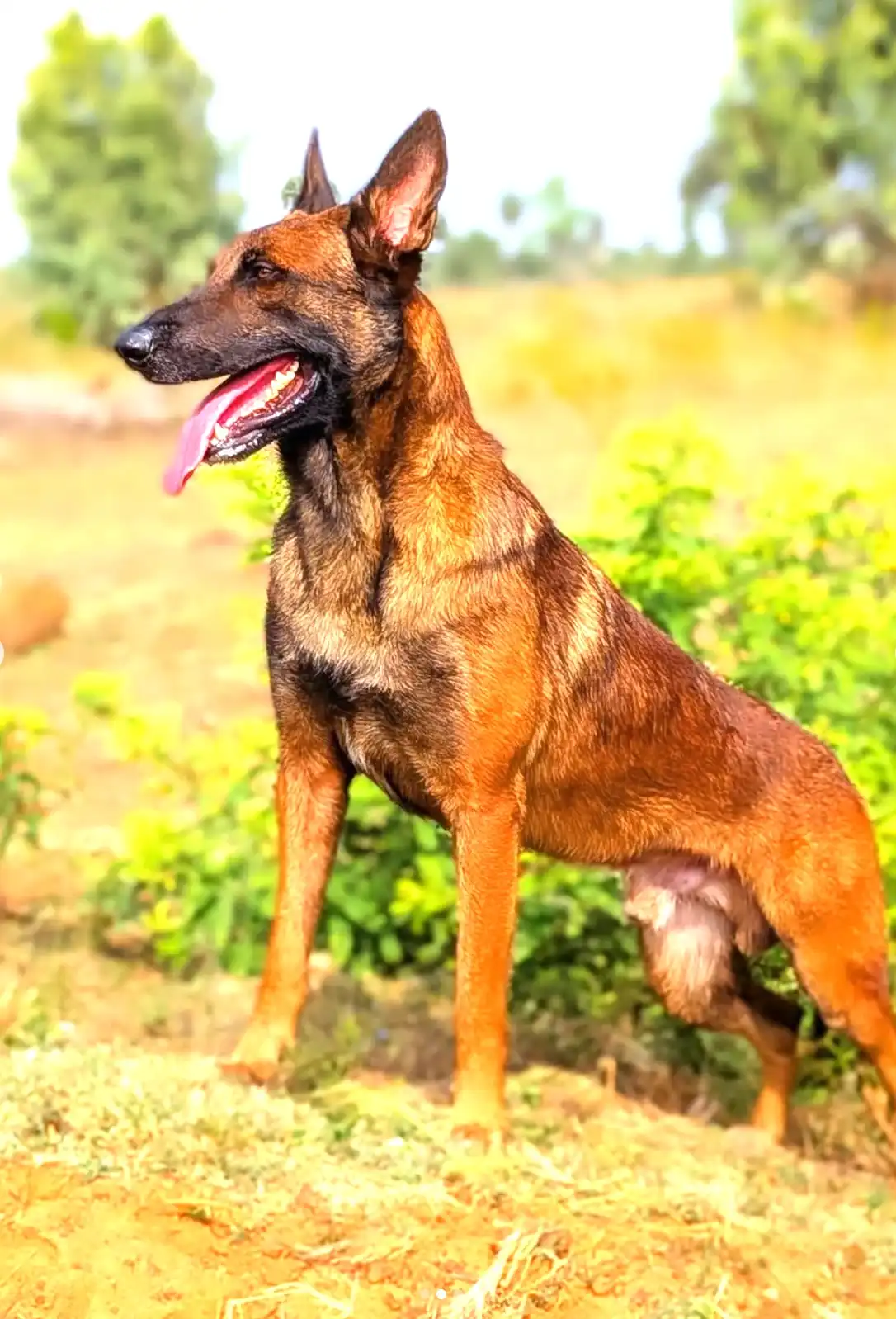 Purchase Trained Belgian Malinois