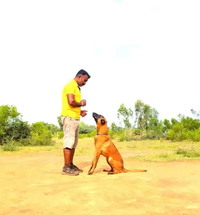 Belgian Malinois K9 detection training