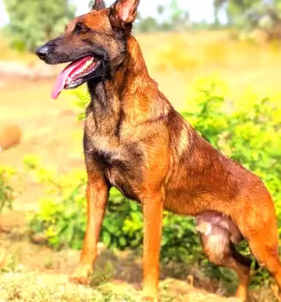 belgian shepherd malinois