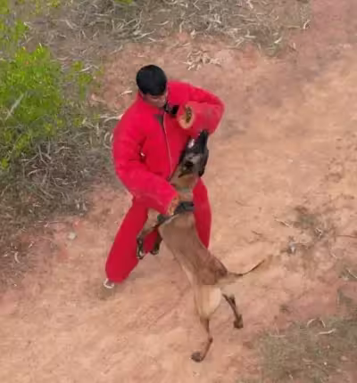 belgian malinois police dog